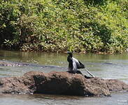 Anhinga d'Amérique