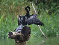 Anhinga d'Amérique