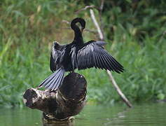 Anhinga