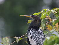 Anhinga d'Amérique