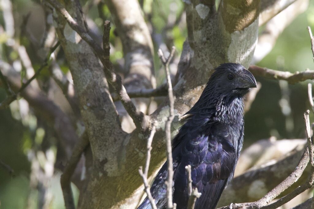 Groove-billed Ani male adult