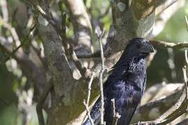 Groove-billed Ani