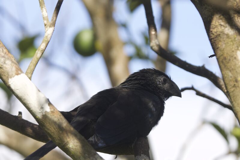 Groove-billed Ani male adult