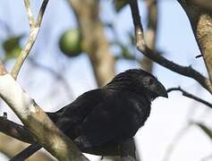 Groove-billed Ani