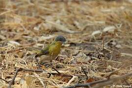 Yellow-breasted Apalis