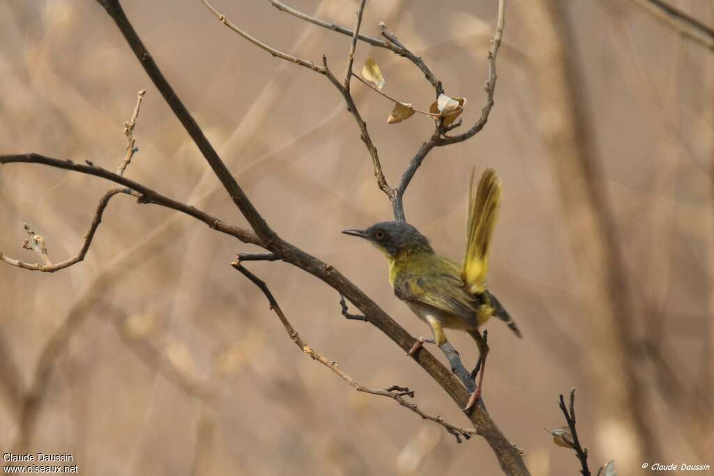 Yellow-breasted Apalisadult, habitat, Behaviour