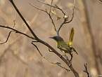 Apalis à gorge jaune