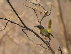 Apalis à gorge jaune