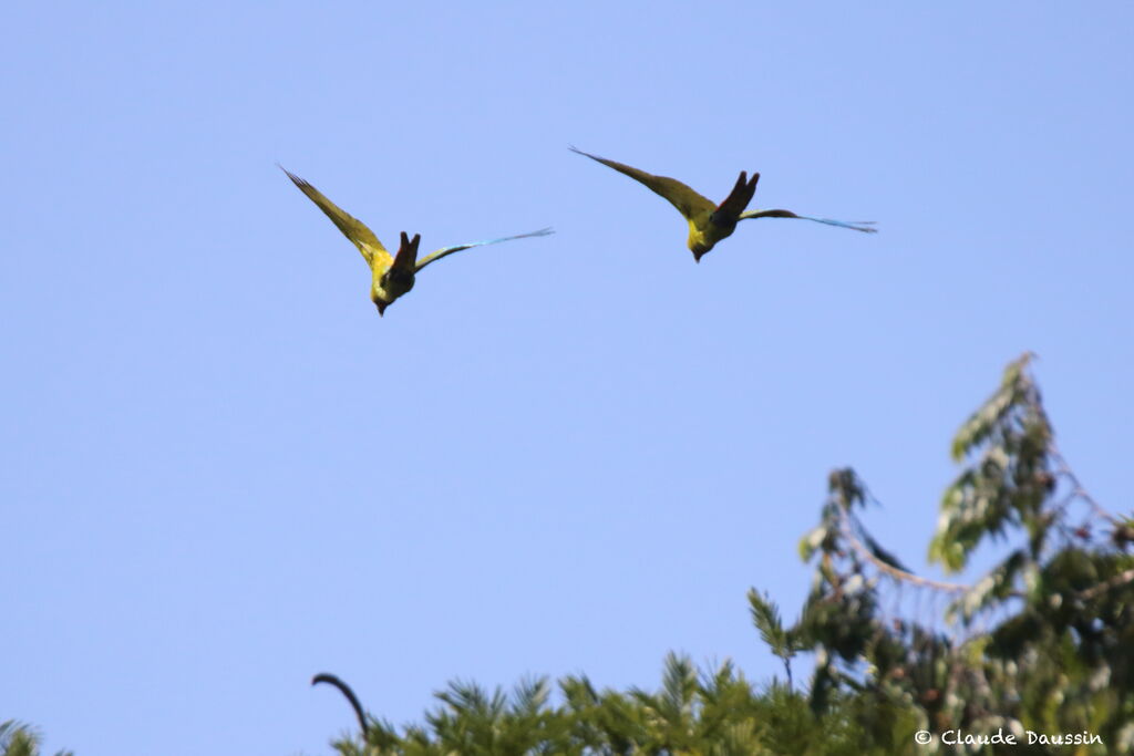 Great Green Macawadult, Flight