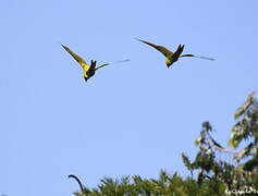 Great Green Macaw