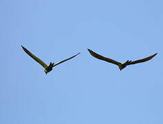 Great Green Macaw