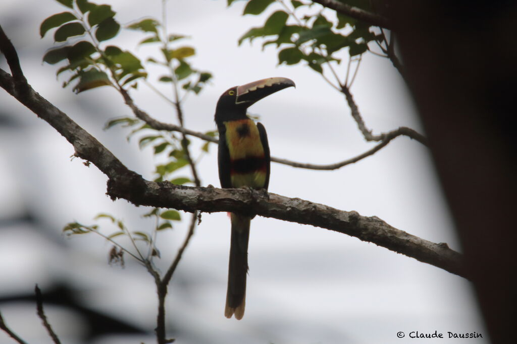 Collared Aracari