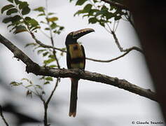 Collared Aracari