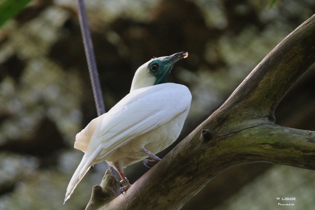 Bare-throated Bellbird