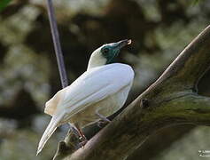 Bare-throated Bellbird