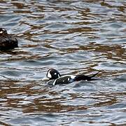 Harlequin Duck