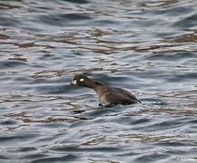 Harlequin Duck