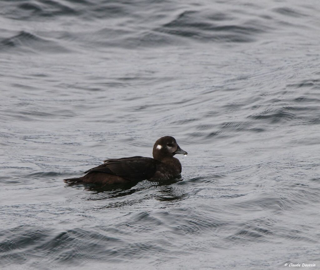 Harlequin Duck