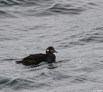 Harlequin Duck