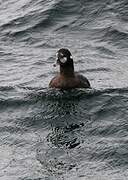 Harlequin Duck