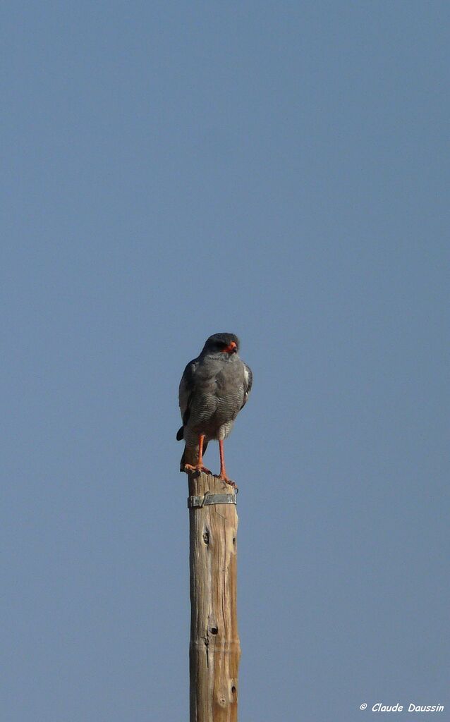 Pale Chanting Goshawk