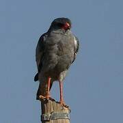 Pale Chanting Goshawk