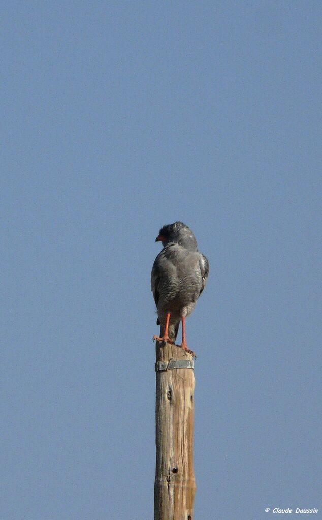 Pale Chanting Goshawk