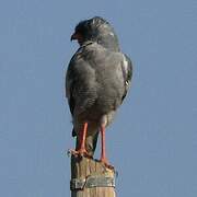 Pale Chanting Goshawk