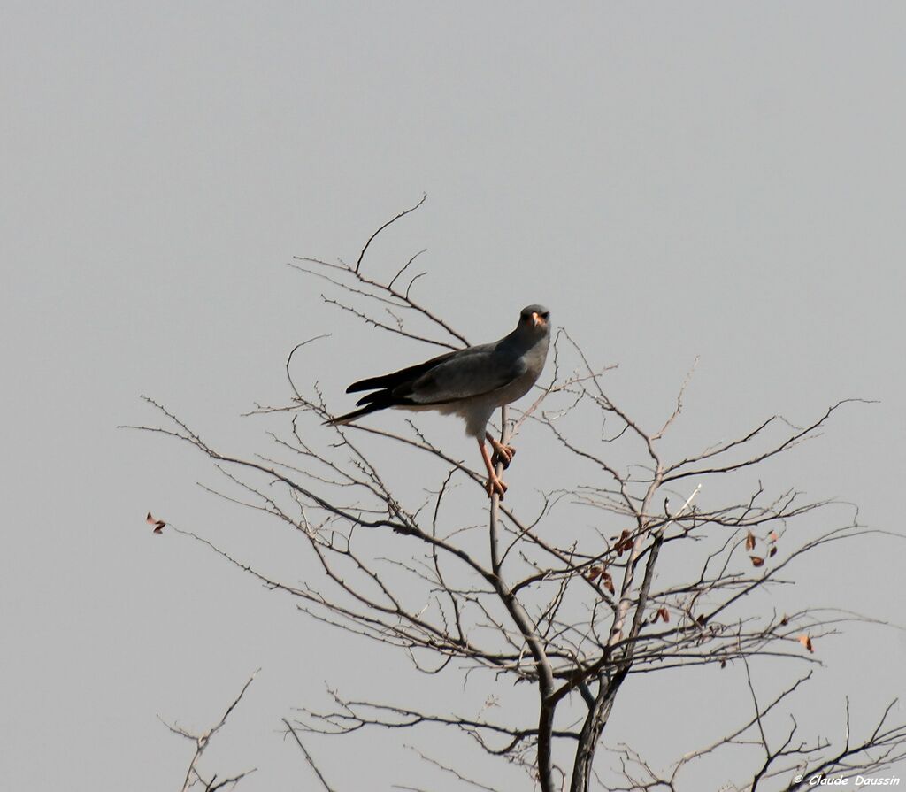 Pale Chanting Goshawk