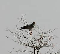 Pale Chanting Goshawk