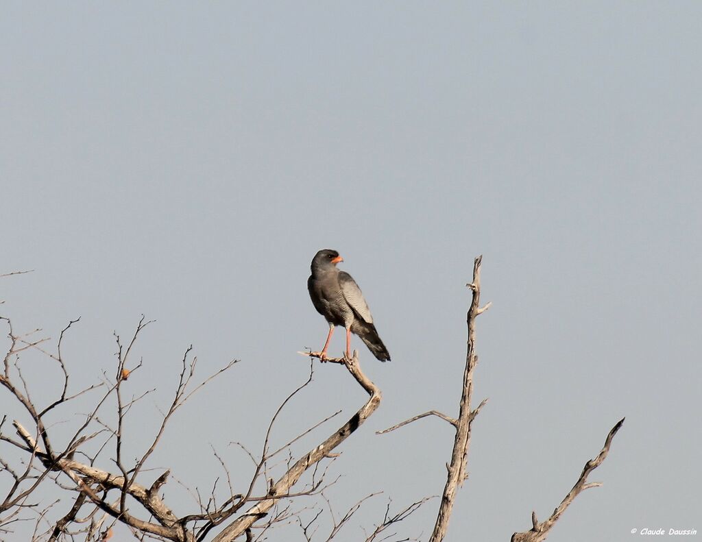 Pale Chanting Goshawk