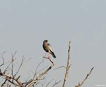 Pale Chanting Goshawk