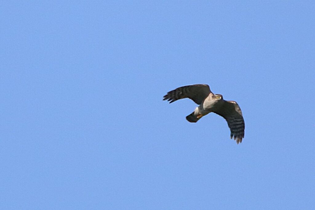 Eurasian Goshawkadult, Flight
