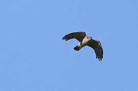 Eurasian Goshawk