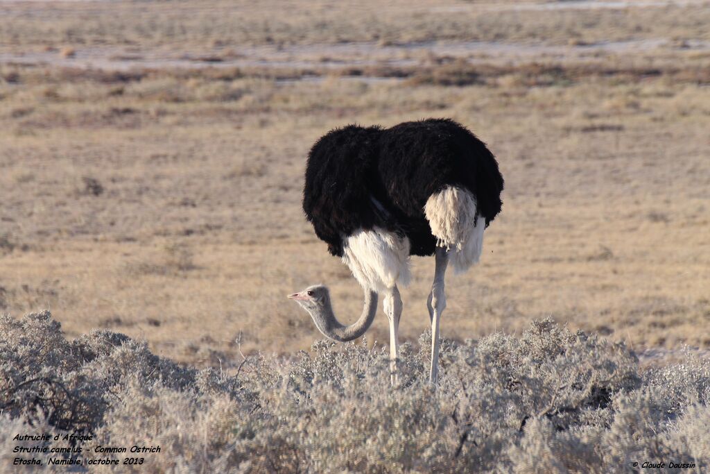 Common Ostrich