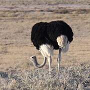 Common Ostrich