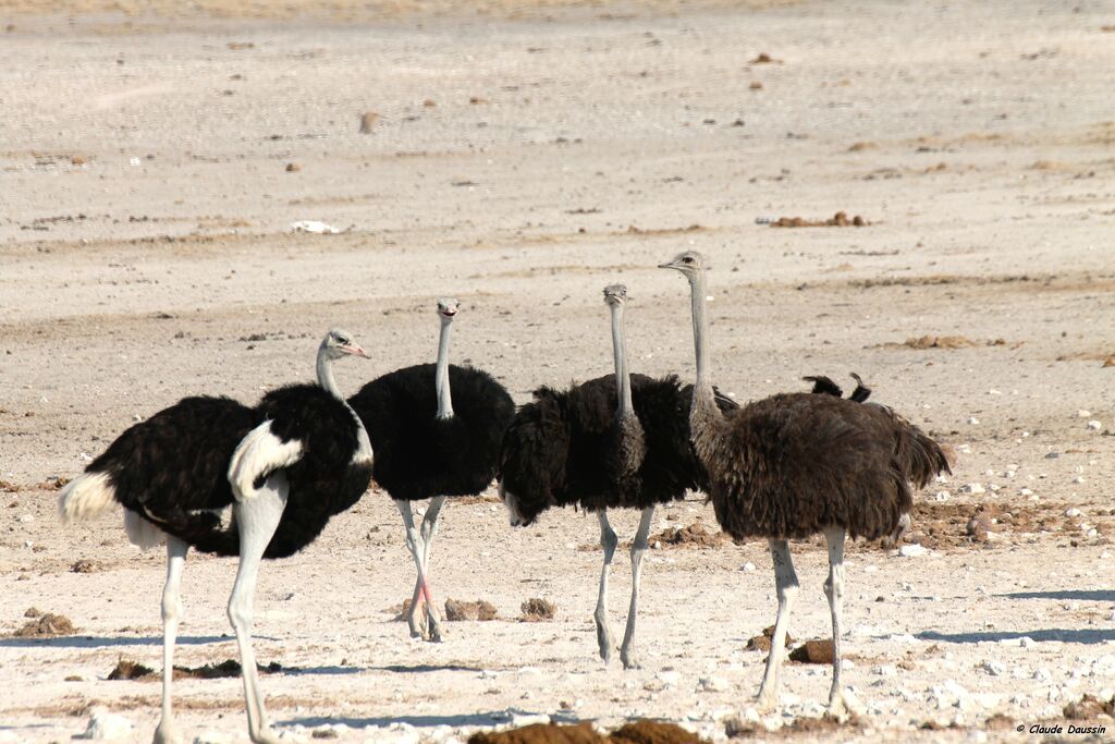 Common Ostrich