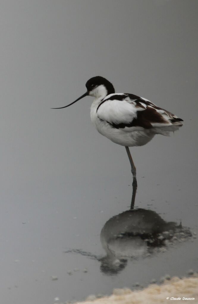 Pied Avocet