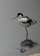 Avocette élégante