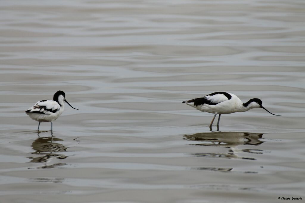 Pied Avocet