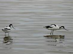 Avocette élégante