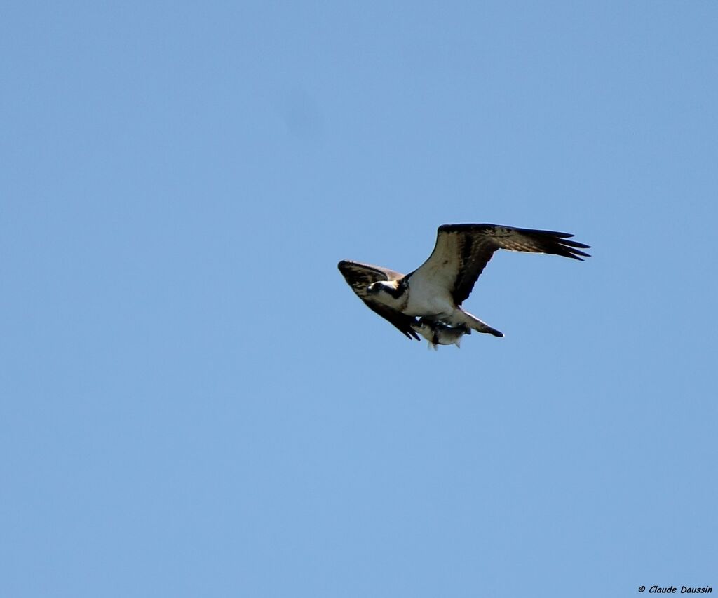 Balbuzard pêcheur