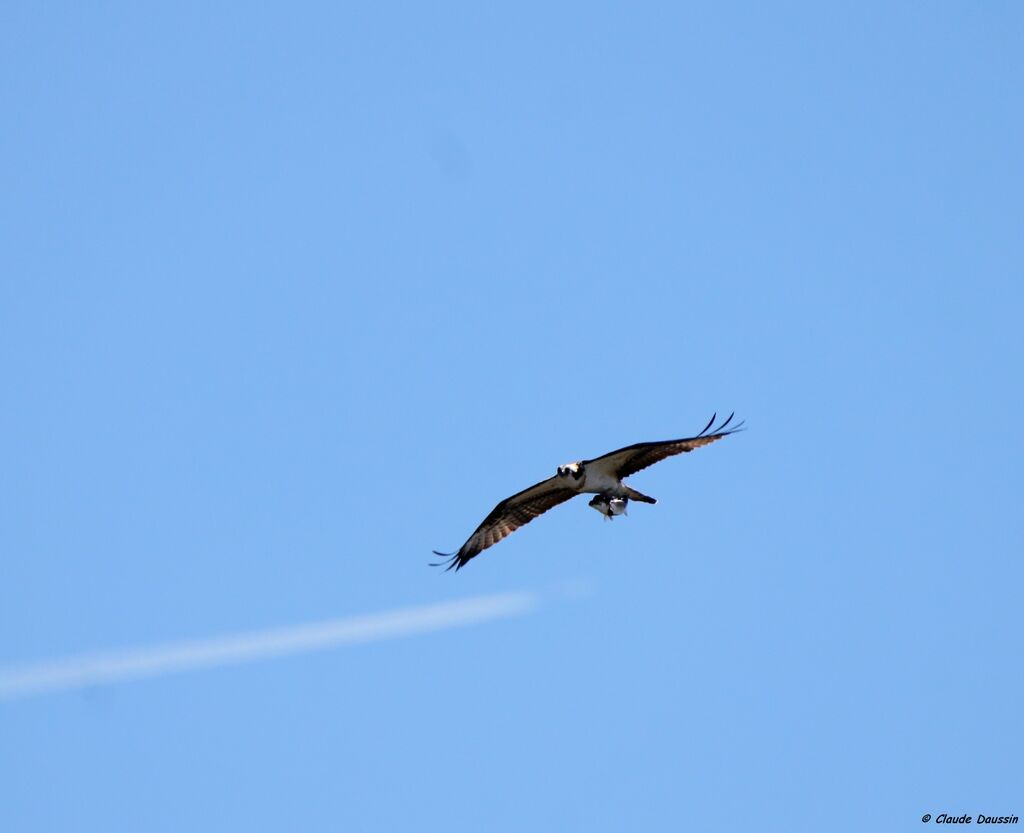 Western Osprey