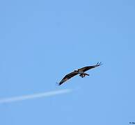 Western Osprey