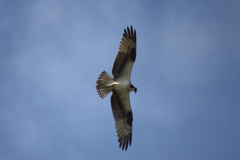 Osprey male adult