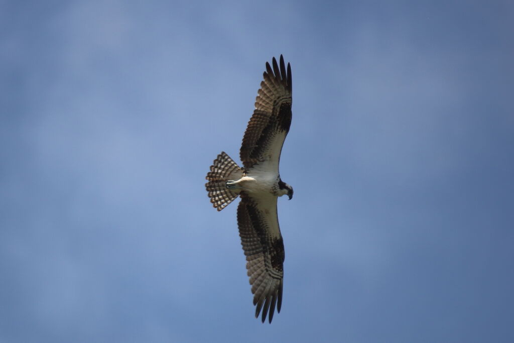 Balbuzard pêcheur mâle adulte