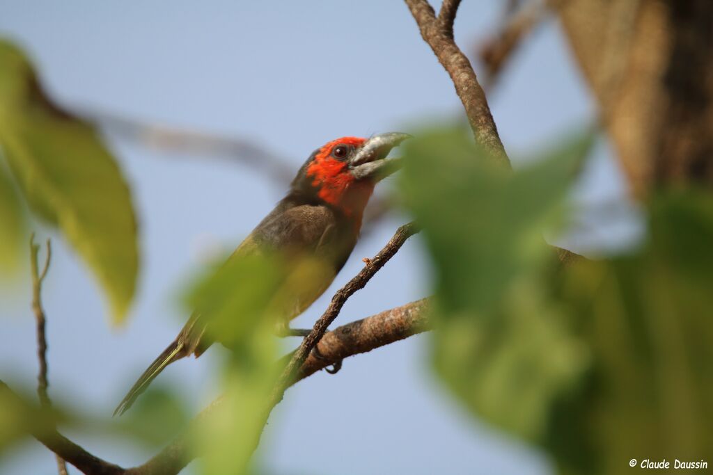 Black-collared Barbet