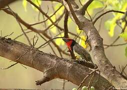 Black-collared Barbet