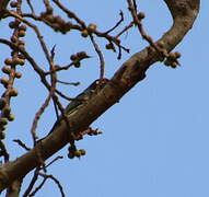 Coppersmith Barbet