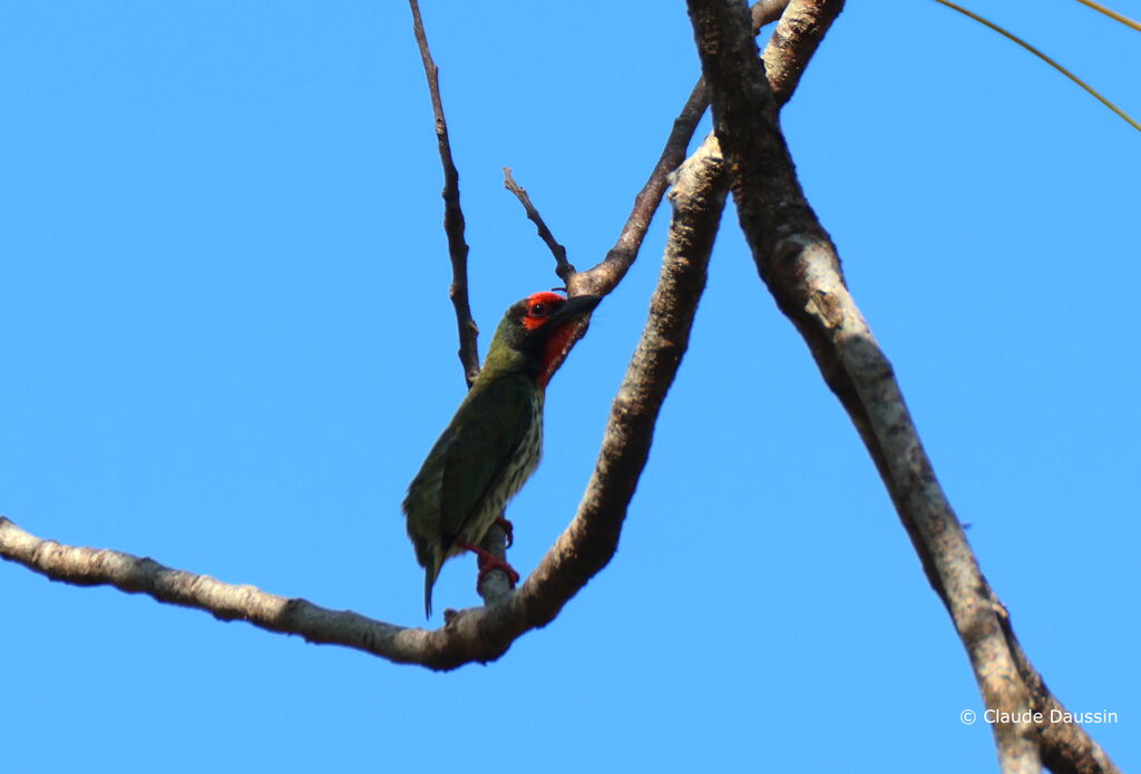 Coppersmith Barbet